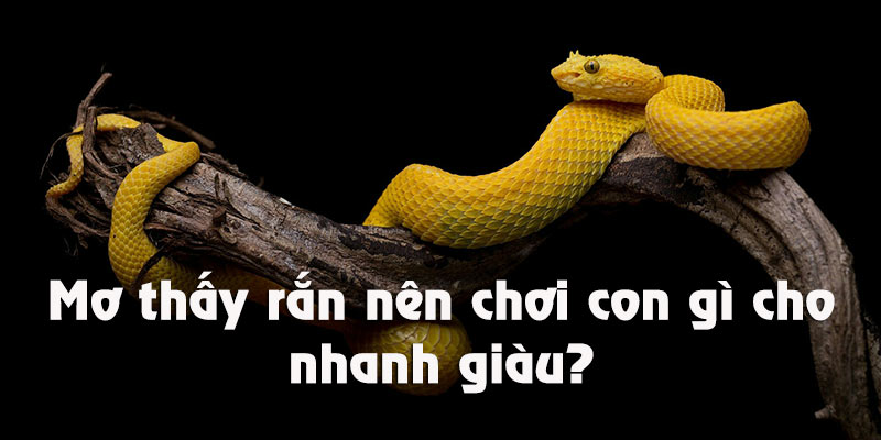 Muốn nhanh giàu thì nuôi con gì khi mơ thấy rắn?